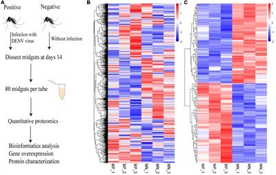 Isobaric tags for relative and absolute quantification-based proteomic analysis of host-pathogen protein interactions in the midgut of Aedes albopictus during dengue virus infection